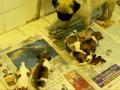 videos de Orphaned Jack Russell Pups say goodbye to their Pug Foster Mother