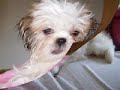 Dorothy (shih-tzu) e cia.