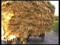 Festa della trebbiatura Ca\