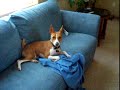 Dog Howling Dog Howling