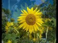 il girasole impazzito di luce