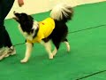 Border Collie Lucy dances wiith \"Japanese Rhumba\"