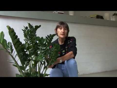 how to transplant zamia