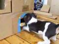 Assaf, 3 months old Jack Russell stealing things