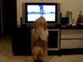 Pimpo Shih tzu watching TV