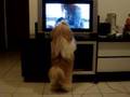 Shih Tzu video