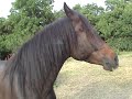 El Yamour - Ein arabischer Traum...