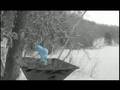  - MovieZen Video
