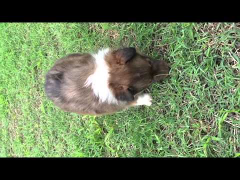 AKC Sable Sheltie Male