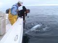 Monster Shark Released at Boatside Monster Shark Released at Boatside