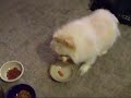 かわいい犬動画