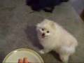 Dog is Hungry - Pomeranian