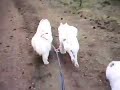 Run a bikejor race with the dog team.