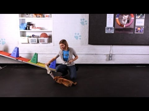 Cute Puppy Tricks | Best Dog Tricks Ever