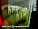ronja wir werden dich nie vergessen