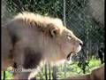 Pod Drakenstein Lion Park