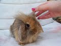 The Cutest Ugly Bunny EVER! ~ Hair Styles
