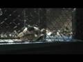 videos de marts.mpg