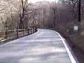 Spust čez Bošket - La discesa lungo il Viale al Cacciatore