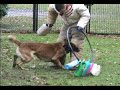 puppy training