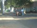 Empujando el Fiat