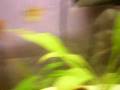 Fishies