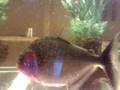 Manny handfed with a salmon