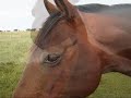 Navicular horse - She fought the battle... and won