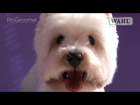 Grooming Guide - West Highland White Terrier Pet Trim - Pro Groomer
