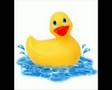 Le Petit Canard