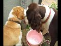 english springer spaniel