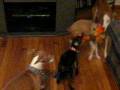 videos de MVI_3923.AVI