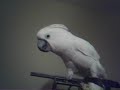 Cricket The Cockatoo Cricket The Cockatoo