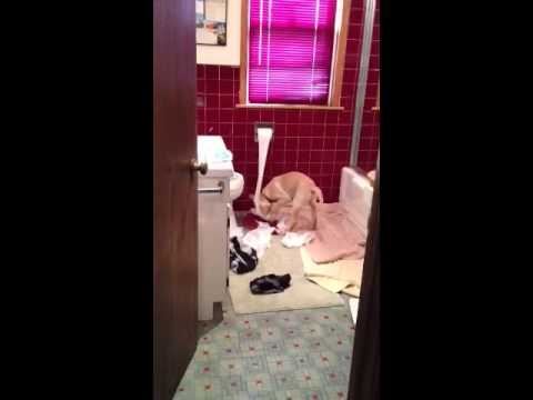 Yellow Lab puppy trouble while I’m in the shower.