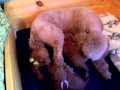 | Red Standard Poodle puppies with their Whippet Auntie ~> www.redstandardpoodles.net Arreau red Standard Poodles 2009 litter- red Standard Poodle puppies with their Whippet Auntie ()