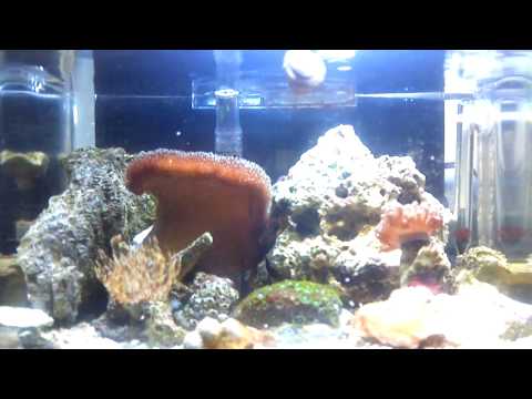 how to attach zoas to rock