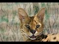 A Tribute to Servals A Tribute to Servals