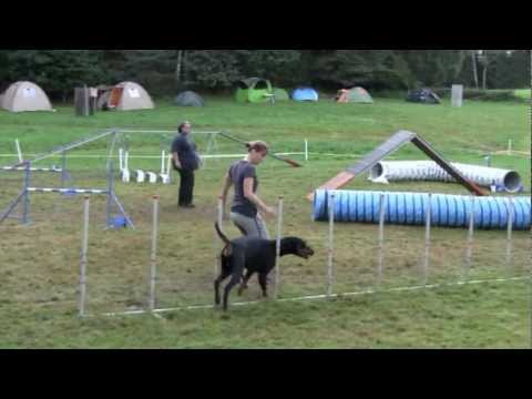 Dobermann Agen Sheridano le Fano- agility Cvikov 8.8.2011