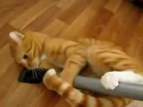 кот и пылесос