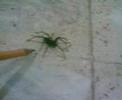 brocheta de araña