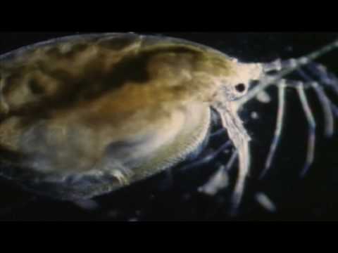 The Origin Of Life: Chemistry + Biology