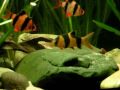 Best tankmates: Clown loaches and Tiger barbs / Prachtschmerlen und Sumatrabarben [1/1]