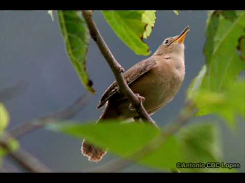 Canto do Uirapuru Verdadeiro (Cyphorhinus aradus) by Aquariosmaster