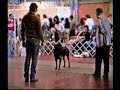 ALL BREED OBEDIENCE