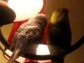 piwi et blue