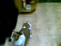 videos de perro malabarista(buda)
