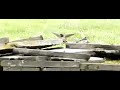 Boeren Zwaluw. Jong. Start en Landing