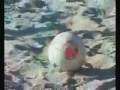 videos de kerkini paidotopos - ELODIA