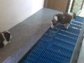 Puppy Litter 