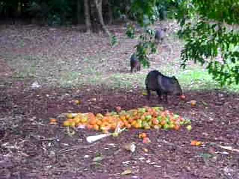 Porco do mato e macaco prego em Primavera-SP